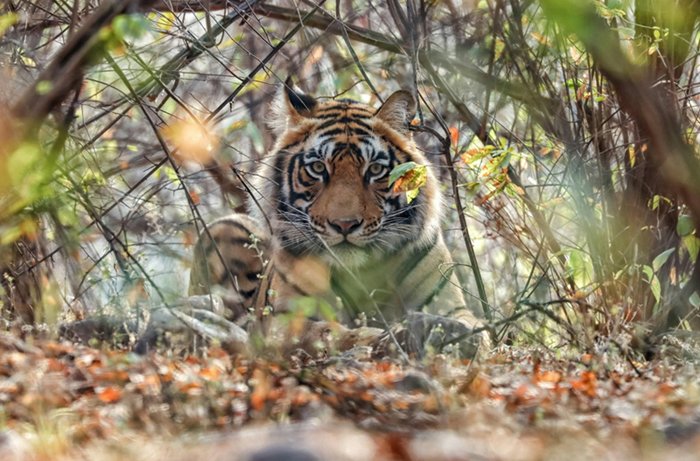 Deepika Negi, BizareXpedition, Wildlife Tourism, tailor-made travel company,